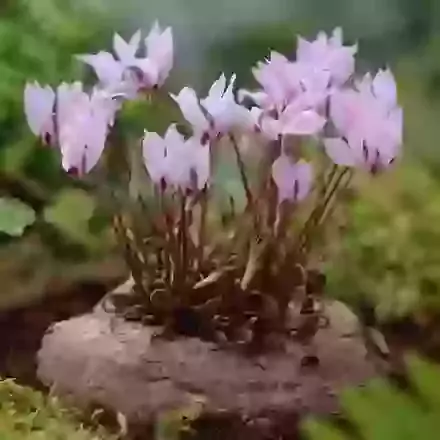 Cyclamen (Corms)